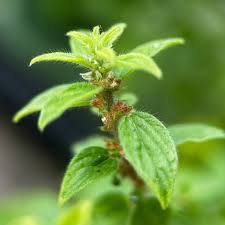 Image result for Pouzolzia parasitica