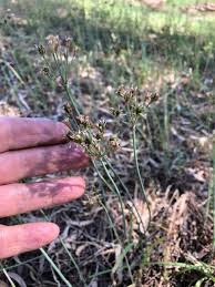 Image result for Nothoscordum borbonicum