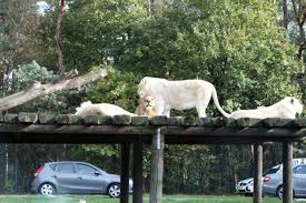 Der Zoo Safaripark Schloss Holte Stukenbrock The Zoo Streichelzoo Gefahrliche Tiere