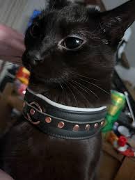 Why is my cat sometimes going randomly into empty room or corridor and  starting to meow scream out loud? Literaly I was in toilet and bf was  cooking dinner and suddenly our