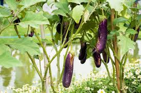 If eggplant isn't watered enough, the fruit will be small and bitter. Purple Long Eggplant Or Solanum Melongena Plant In Garden Of Stock Photo Picture And Royalty Free Image Image 96724254