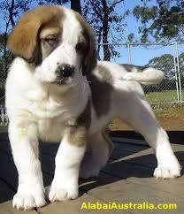 Please provide us with information about you. Alabai Australia Central Asian Shepherd Dog Alabai Puppy Photos