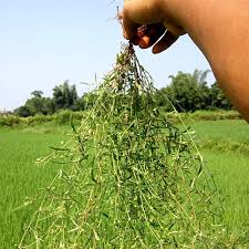 Image result for Oldenlandia herbacea