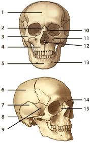 skull diagram quiz get rid of wiring diagram problem