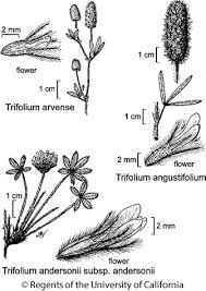 Image result for Trifolium