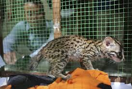 Macan dahan raja hutan pulau kalimantan (fakta menarik dari kucing purba). Bbksda Amankan Dua Kucing Hutan Dari Tangan Warga Republika Online