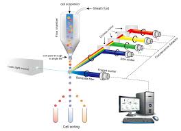 The larger the particle, the more it scatters in the forward direction relative to the backward direction. Flow Cytometry Guide Creative Diagnostics