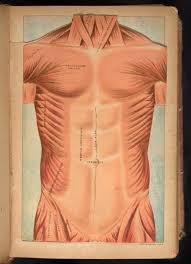 Muscles of the abdominal wall. Three Dimensional Anatomical Diagram Of Chest And Abdomen Science History Institute Digital Collections