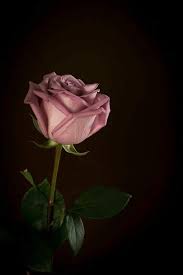 Pin By Zakia Farhin On Rose Aesthetic Roses Rose Wallpaper Flower Phone Wallpaper