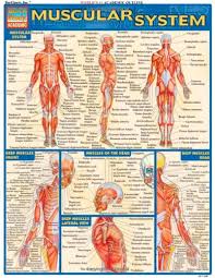 Pdf Download Muscular System Laminate Reference Chart