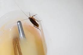 The company offers quarterly pest control, termite control, mosquito service, and landscaping services. Termite Treatment How To Get Rid Of Termites In Atlanta Ga