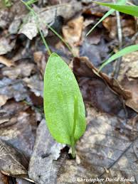 Image result for Ophioglossum vulgatum