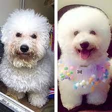 Our spa resort will have your pet feeling brand new! Dog Spa Near Me Cheaper Than Retail Price Buy Clothing Accessories And Lifestyle Products For Women Men