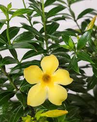 Image result for Allamanda
