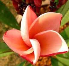 Pin By Penny Martin On Gardening In 2020 Plumeria Plant Sale Healthy Plants