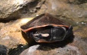 Subglobosa is found in tropical australia and papua new guinea. Malaysian Pink Bellied Side Necked Turtles For Sale