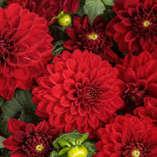 Image result for Dahlia sp. (cultivar)