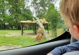 Golf courses, carnival rides another safari park in the netherlands is safaripark beekse bergen. Blog 26 02 2021 Auto Safari In Der Senne