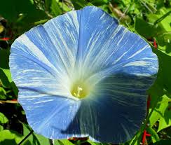 Image result for Ipomoea tricolor
