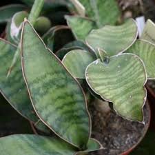 Image result for Sansevieria hyacinthoides