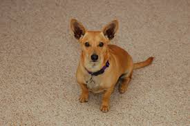 Dorgi Pw Corgi Dachshund Mix Info Temperament Care Puppies Pictures Corgi Dachshund Dachshund Mix Corgi Mix