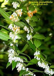 Image result for Agarista