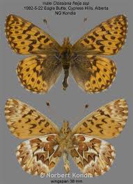 Image result for Fuirena bullifera