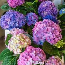 The thin flat leaves have a sweet garlic flavor and can be added to items like sauces, dips, salads, and steamed vegetables. Spring Hill Nurseries 4 In Pot L A Dreaming Hydrangea Blue Or Pink Flowers Live Deciduous Plant 1 Pack 65694 The Home Depot Spring Hill Nursery Hydrangea Colors Flowering Shrubs