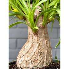 Image result for Beaucarnea recurvata