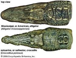 Both alligators and crocodiles are members of the reptilian order crocodylia, however they belong to different families. Crocodile Vs Alligator Crocodile Facts