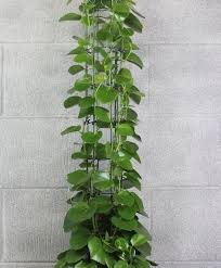 Image result for Cissus rotundifolia