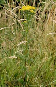 Image result for Senecio milanjianus