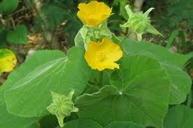 Small indoor flowering plants in india. 27 Indoor Flowering Plants The Complete List With Pictures Hort Zone