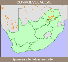 Image result for Ipomoea adenioides
