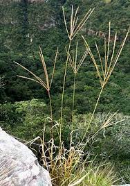 Image result for Digitaria maitlandii