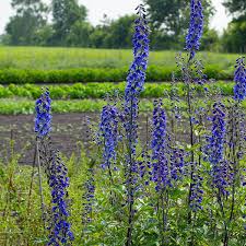 Image result for Delphinium