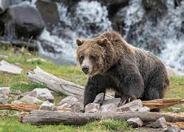 Here are some of the omnivores inhabiting this beautiful land that like a variety of plants and animals. Omnivores Facts About Flexible Eaters Live Science
