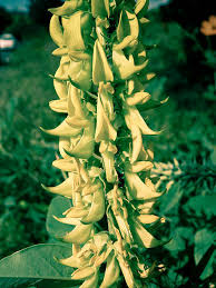 Image result for Crotalaria comosa