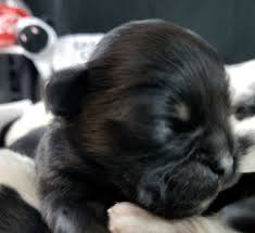 Designer puppies for sale in alabama. Frisky Dream Puppies Miniature Breeds For Sale