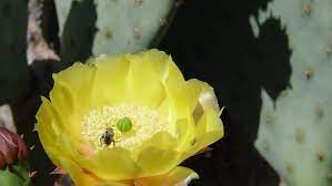 Desert landscapes look like the backdrops in old cartoons, endless loops showing a lone cactus silhouetted against the sky while road runner and wile e. Desert Flowers For Bee Keepers In The Palm Springs Area