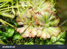 Image result for Droseraceae