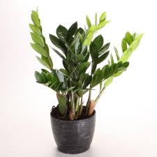 It prefers to grow in partial shade but can tolerate quite shady conditions as well. 21 Indoor Plants For Low Light Best Houseplants That Thrive In Shade Hgtv