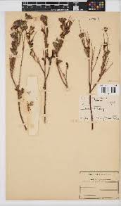 Image result for Emilia discifolia