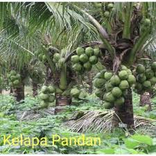 Pengadaan benih kelapa pandan wangi siap tanam. Buy Benih Kelapa Pandan Wangi Seetracker Malaysia