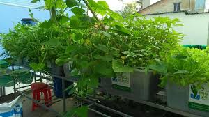 Hướng dẫn cách trồng các loại rau hữu cơ tại nhà