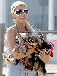 When you book at hilton.com, we guarantee you'll always get the lowest price. Schwor Auf Den Hund Von Paris Hilton Posts Facebook