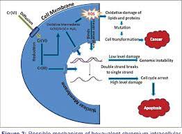 Pdf Occupational Health Assessment Of Chromite Toxicity Among Indian Miners Semantic Scholar