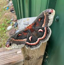 Image result for Cecropia