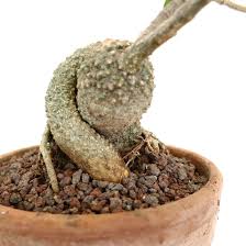 Image result for Fockea angustifolia