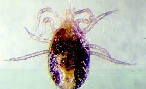 They tend to infest coops and other areas where birds live. Birds Mites Bird Exterminators Pinpoint